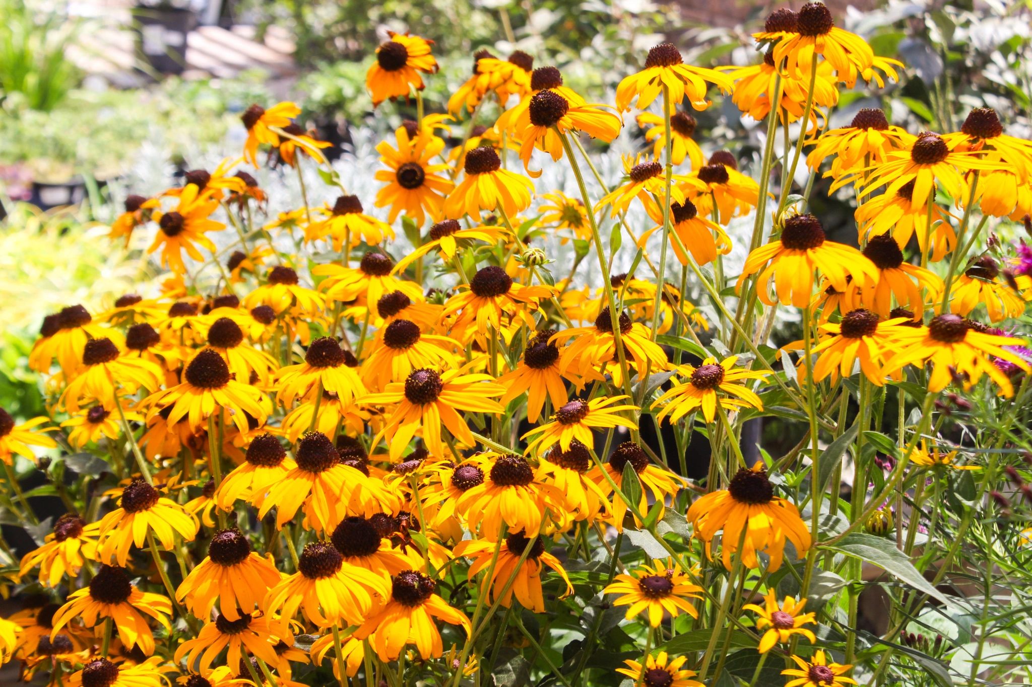 Bright yellow coneflowers in full bloom.