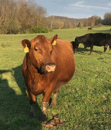 A brown cow with ear tags stands in a green pasture under a clear sky.