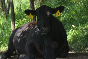 A black cow with yellow ear tags resting in a shaded forest clearing.