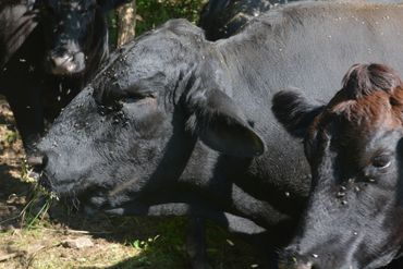Black cows with flies on their faces in a shaded outdoor area.