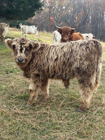 brown highland calf with others in background