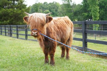Highland calf by black fence