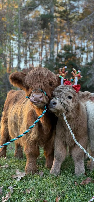 Two highland calves, one wearing Christmas antlers