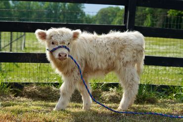 White highland calf by fence