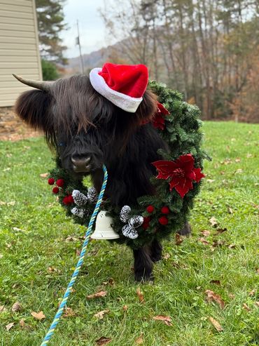Black highland cow wearing Santa hat and Christmas wreath