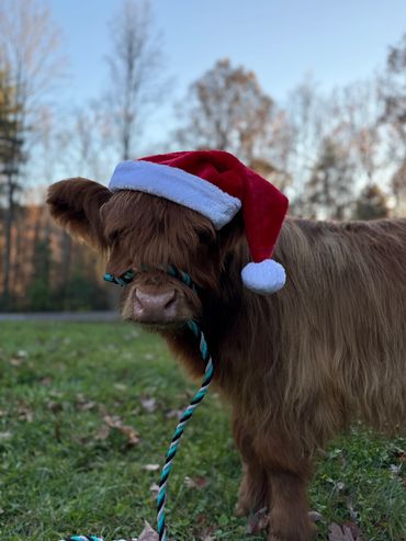 Brown highland calf with Santa hat
