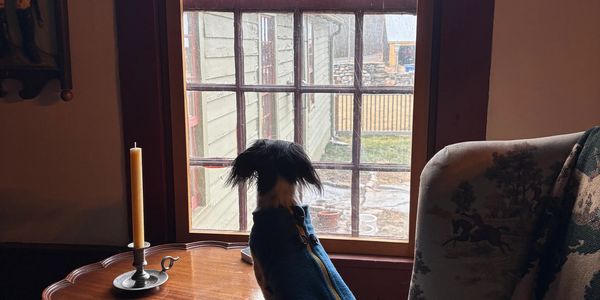 Small dog looking out window indoors.