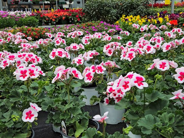 Pink and White Geraniums In Hothouse