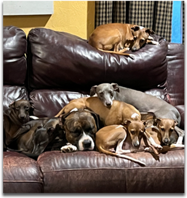 Daisy - Blue Ridge Italian Greyhounds