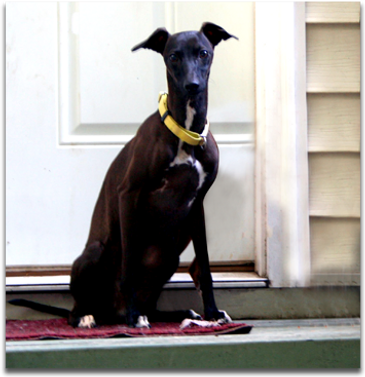 Diesel - Blue Ridge Italian Greyhounds