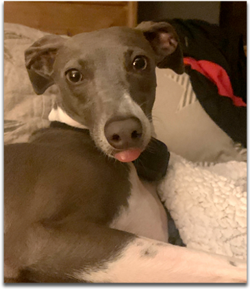Ariya - Blue Ridge Italian Greyhounds