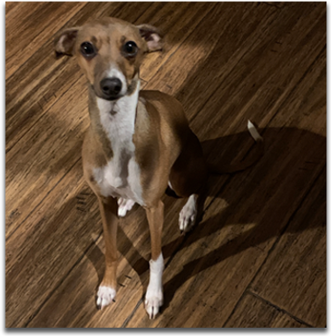 June - Blue Ridge Italian Greyhounds