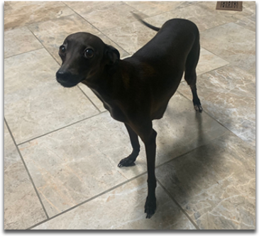 Isabella - Blue Ridge Italian Greyhounds