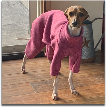 Ciara - Blue Ridge Italian Greyhounds