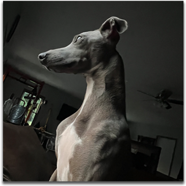 Rhenn - Blue Ridge Italian Greyhounds
