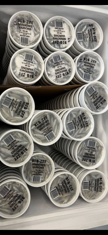 fishing bait minnows