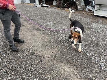 This was Harley. She never made it out. She sung her hound song all the time. Now she's gone.