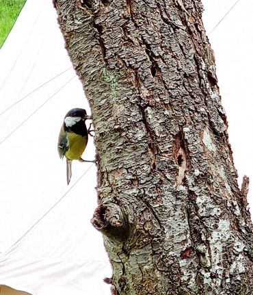 wildlife at plum tree glamping in Worcestershire