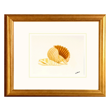 Painting of the Banded Tun Shell. Available for purchase