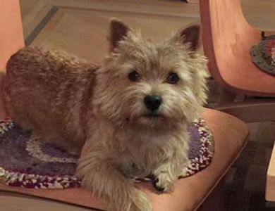 Such an adorable face!