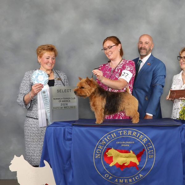 Norwich Terrier wins award at 2026 dog show with handlers and judges present.