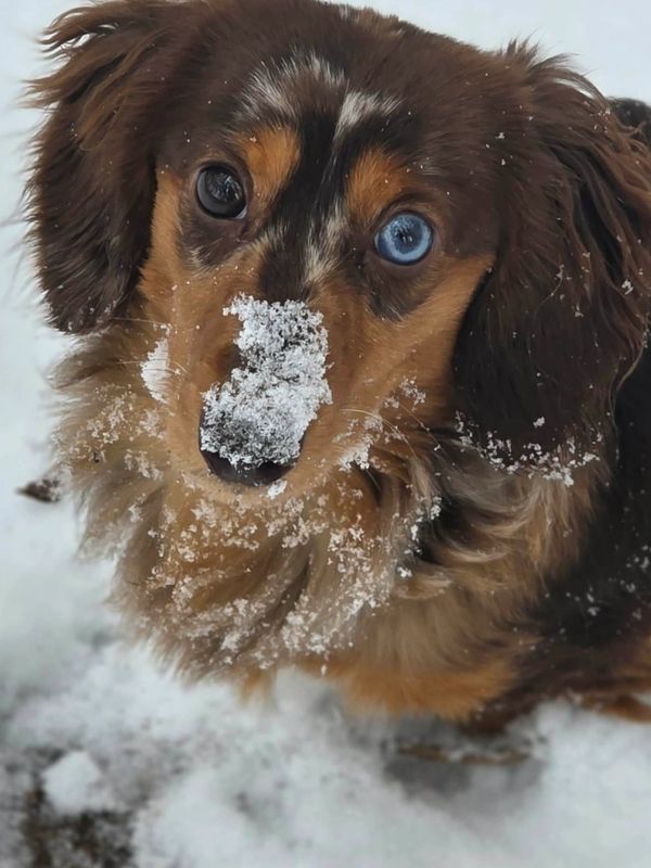 Chocolate Dapple Long Haired Mini Dachshund Puppy for Sale