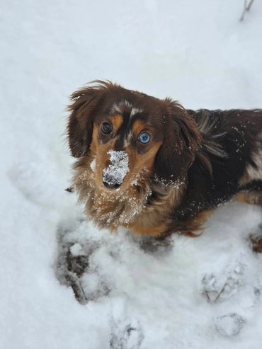 This is Darla! She is a dapple daughter of Lady. Dapple Dachshund Puppies Wisconsin coming soon!