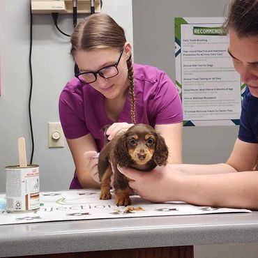 Doxie Puppy Wellness exam at Fox Ridge Vets in Middleton, WI for our mini long haired dachshunds !