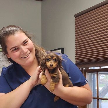 Dr. Allen at Fox Ridge Vets in Middleton, WI doing dachshund puppy wellness exam.