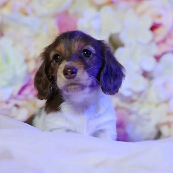 Chocolate and tan pied mini dachshund female for sale
