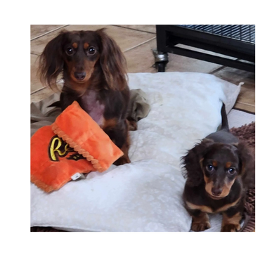 Lady and her daughter Sugar that we kept! They play together perfectly.