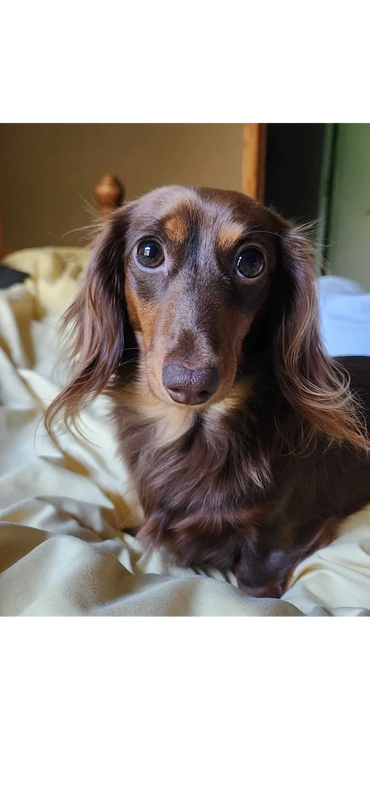 Chocolate and Tan long Haired Mini Dachshunds coming soon!