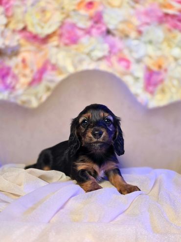 Black and Tan Long Haired Mini Dachshund Puppies for Sale WIsconsin