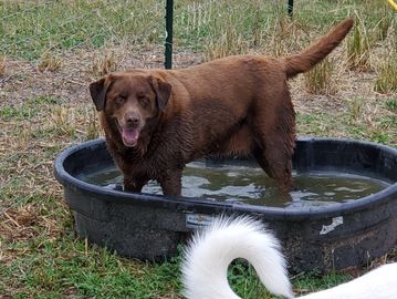 A chocolate lab cooling off in a small pool outdoors.