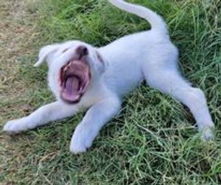 White puppy lying on grass with mouth wide open.