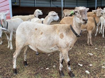 A group of goats standing in a pen, one prominently in the foreground.
