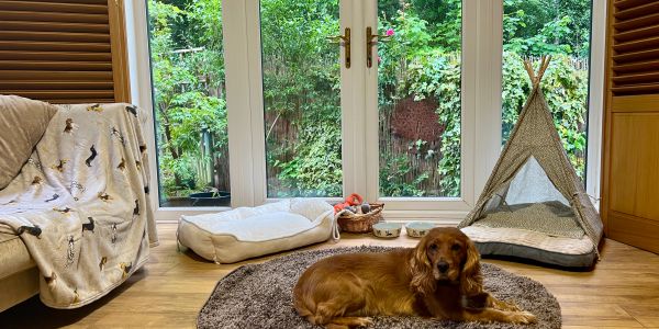 A brown dog lying on a rug in a cozy room with dog beds and a teepee.