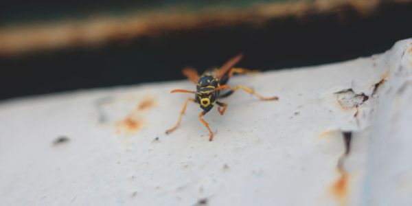 Wasp infestation