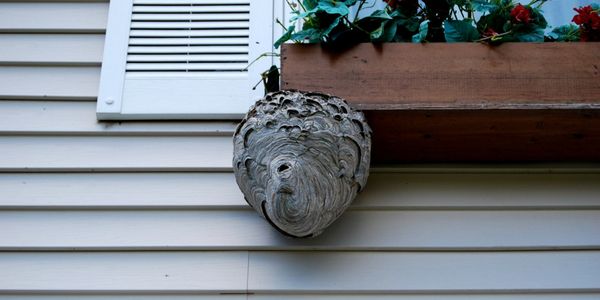 Hornet nest under a flower pot that's on a window