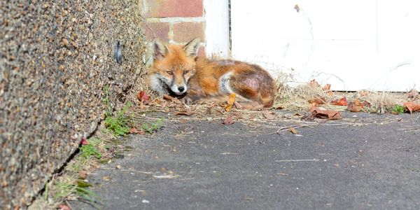 Old fox laying down outside of a building
