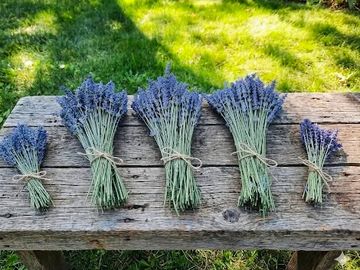 Five bundles of lavender on a wooden bench.