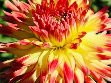 Bright yellow and red flower in bloom.