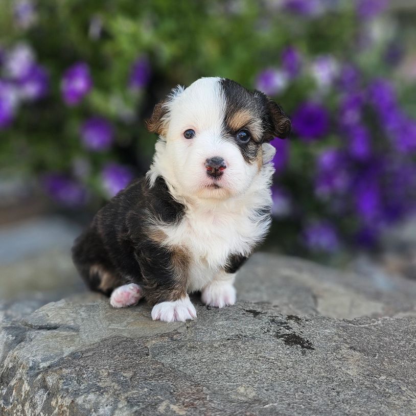 Fluffy Tri color corgi Puppy sitting on a rock in front of purple flowers
