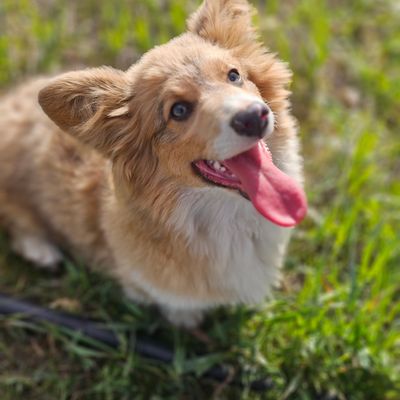 Sable dilute fluffy Pembroke Welsh Corgi outside with tongue sticking out