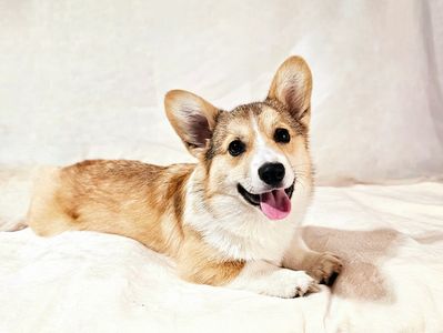 Sable Pembroke Welsh Corgi laying down