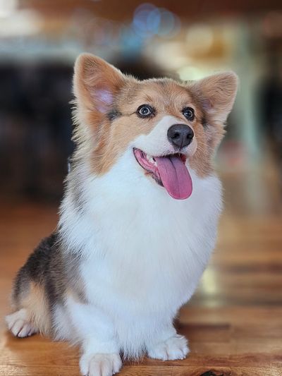 Gorgeous fluffy diluted bluie red tri-color Pembroke Welsh Corgi adult dog sitting nicely