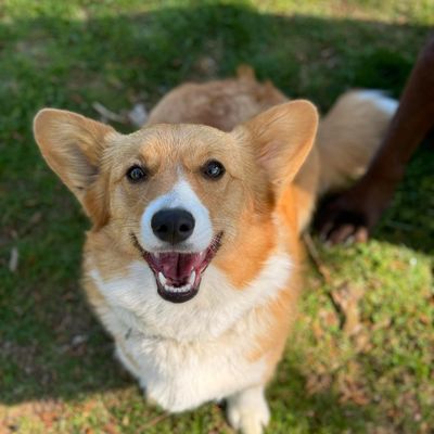 Red and white Pembroke Welsh Corgi adult dog
