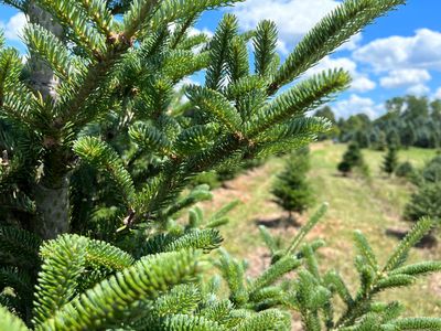 Fraser fir Christmas tree growing in the field