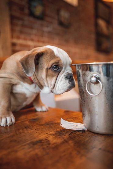 A dog looking into an oyster shell bucket