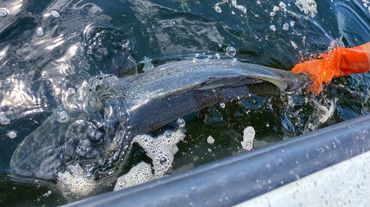 A picture of a fisherman releasing a striper back into the ocean by the tail.
